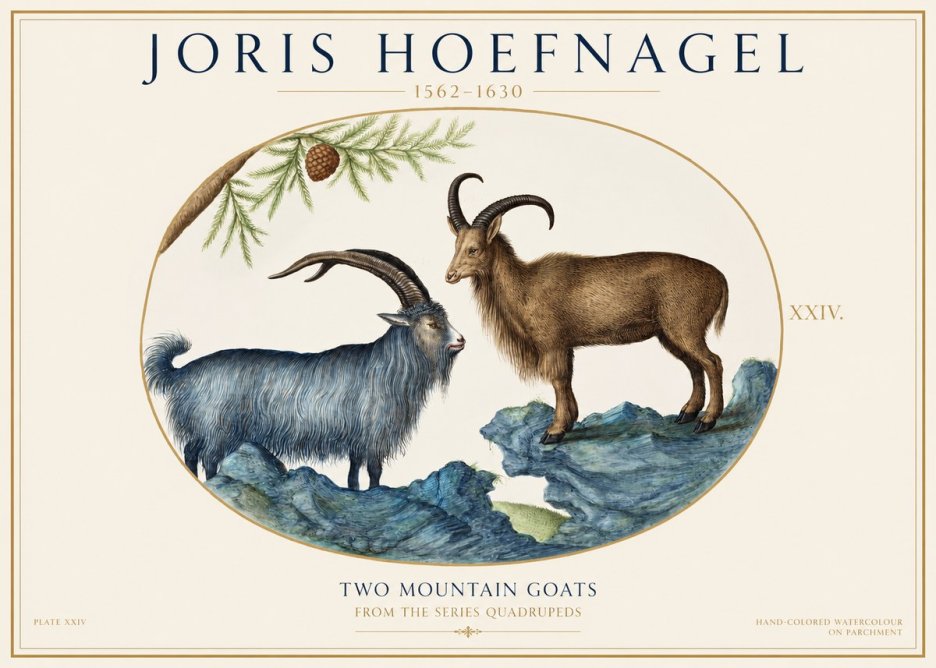 Joris Hoefnagel Two Mountain Goats from the Series Quadrupeds No1 - Poszter