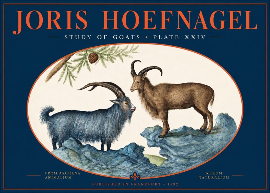 Joris Hoefnagel Two Mountain Goats from the Series Quadrupeds No3 - Poszter
