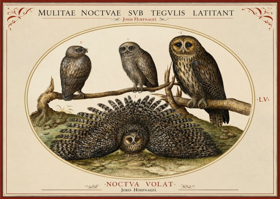 Joris Hoefnagel Noctva Volat No2 - Poszter