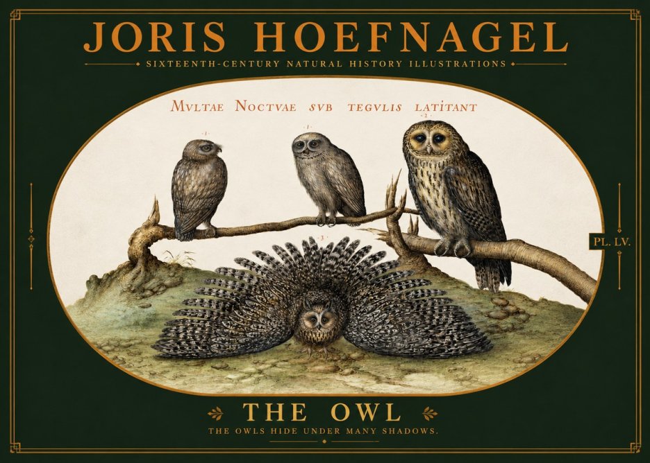 Joris Hoefnagel Noctva Volat No6 - Poszter