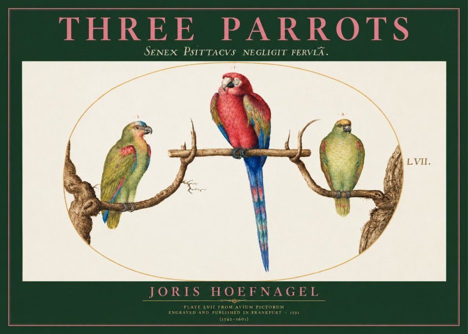 Joris Hoefnagel Three Parrots No2 - Poszter
