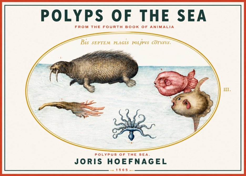 Joris Hoefnagel Polyps of the Sea No3 - Poszter