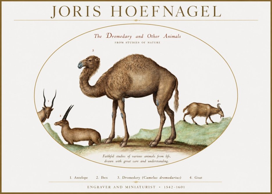 Joris Hoefnagel The Dromedary and Other Animals from Studies of Nature No1 - Poszter