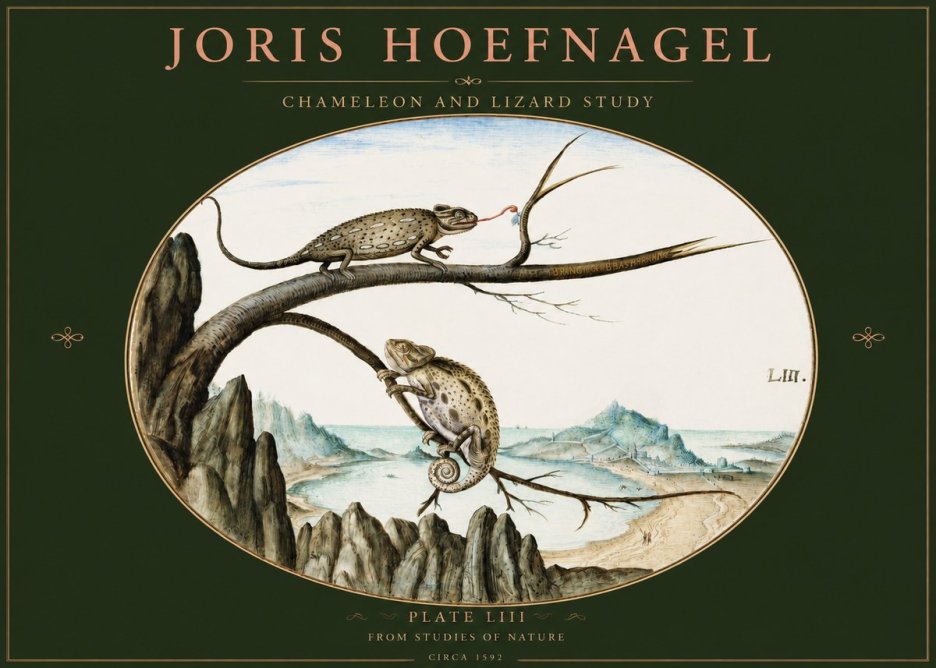 Joris Hoefnagel Chameleon and Lizard No3 - Poszter