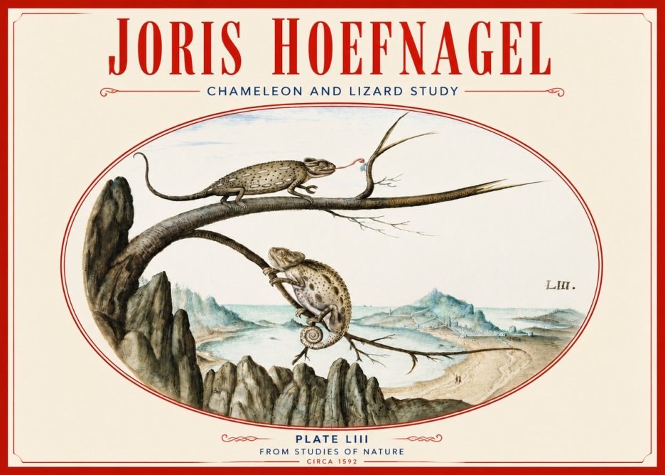 Joris Hoefnagel Chameleon and Lizard No4 - Poszter