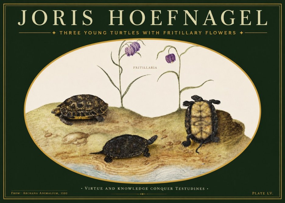 Joris Hoefnagel Three Young Turtles with Fritillary Flowers No3 - Poszter