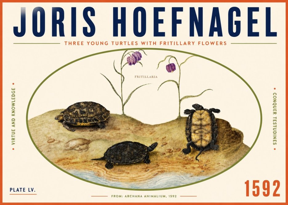 Joris Hoefnagel Three Young Turtles with Fritillary Flowers No4 - Poszter