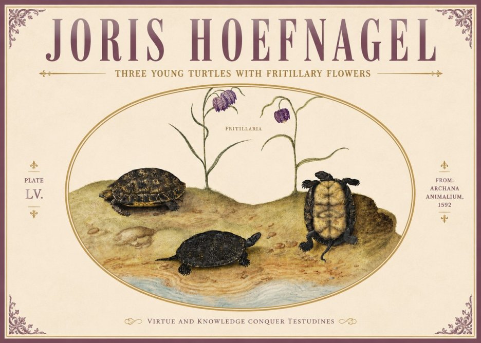 Joris Hoefnagel Three Young Turtles with Fritillary Flowers No5 - Poszter