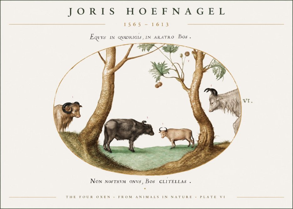 Joris Hoefnagel The Four Oxen No1 - Poszter