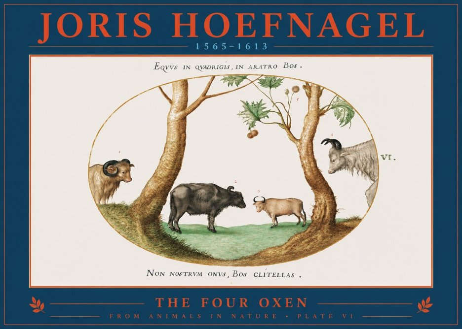 Joris Hoefnagel The Four Oxen No2 - Poszter