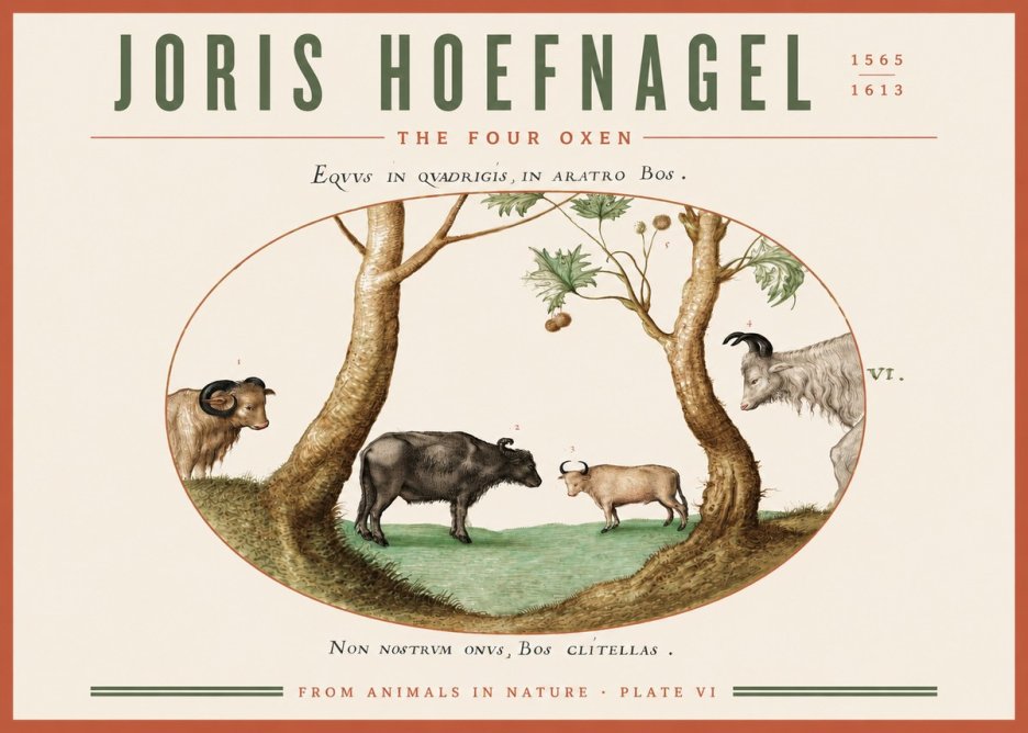 Joris Hoefnagel The Four Oxen No3 - Poszter