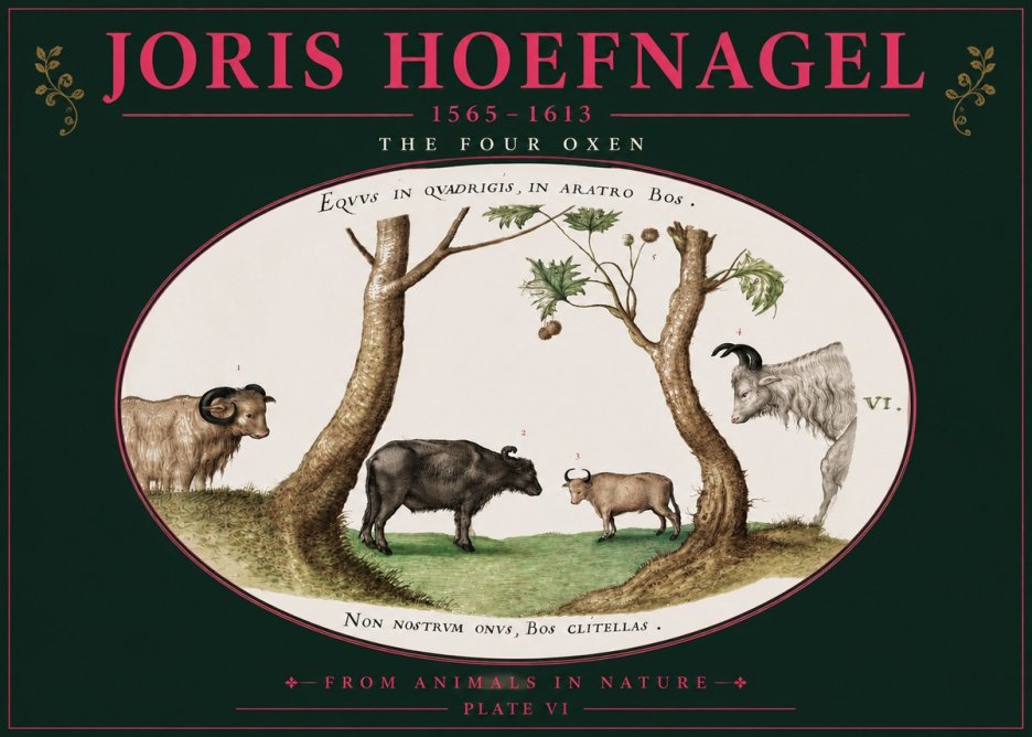 Joris Hoefnagel The Four Oxen No4 - Poszter