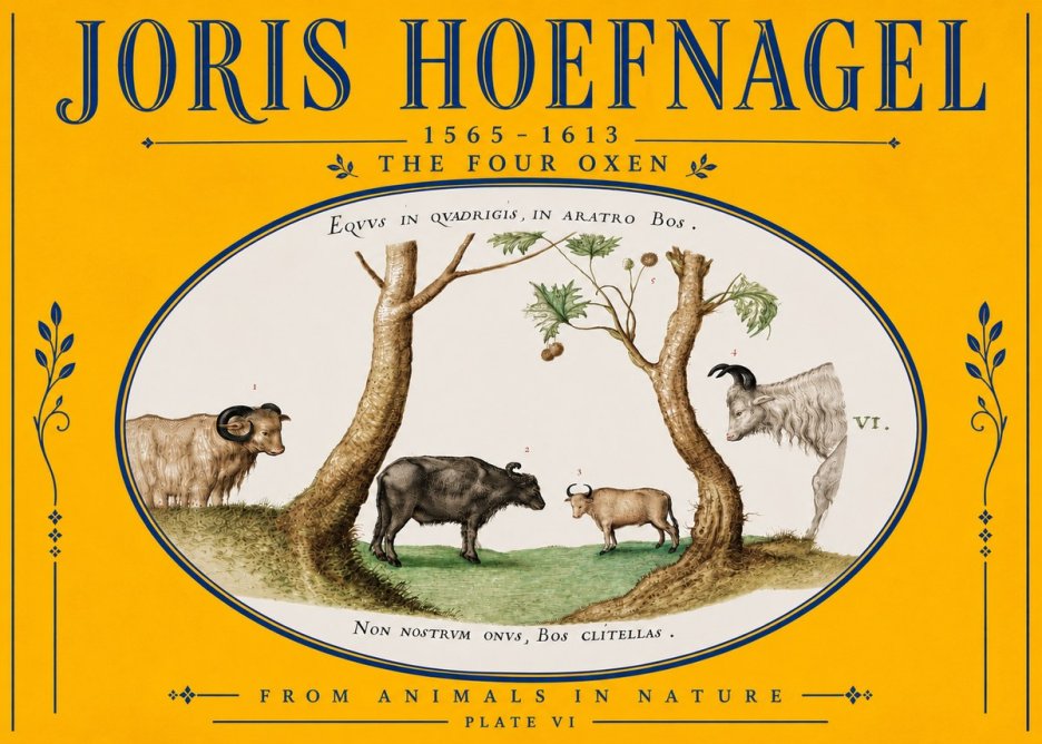 Joris Hoefnagel The Four Oxen No5 - Poszter