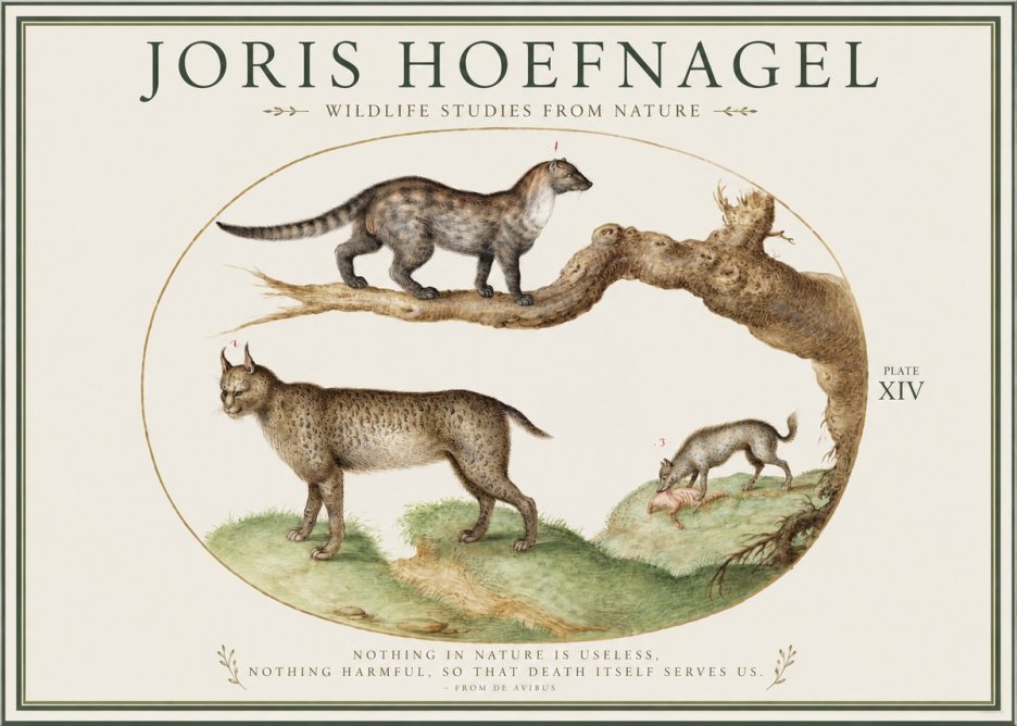 Joris Hoefnagel Wildlife Studies from Nature - Plate Xiv No1 - Poszter