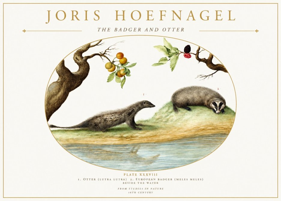 Joris Hoefnagel Studies of Animals and Nature Xxxxiii No2 - Poszter