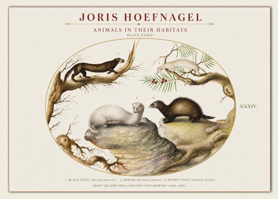 Joris Hoefnagel Animals in Their Habitats Plate Xxxiv No1 - Poszter