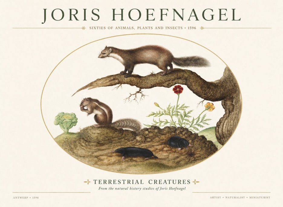 Joris Hoefnagel Terrestrial Creatures No1 - Poszter