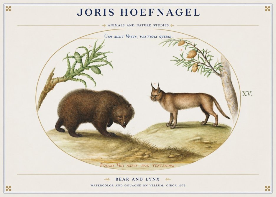 Joris Hoefnagel Bear and Lynx No1 - Poszter