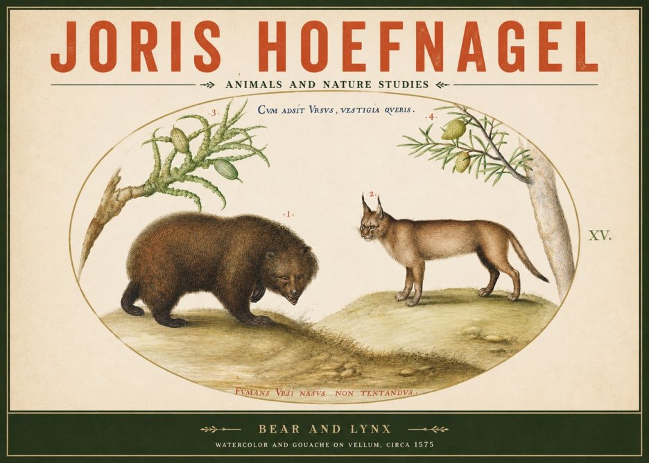 Joris Hoefnagel Bear and Lynx No2 - Poszter