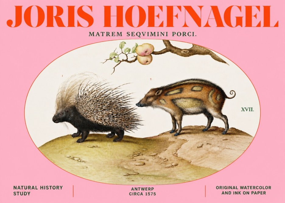 Joris Hoefnagel Matrem Seqvimini Porci. No4 - Poszter