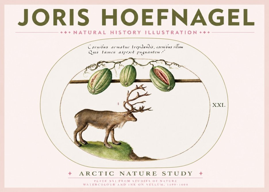 Joris Hoefnagel Arctic Nature Study No3 - Poszter