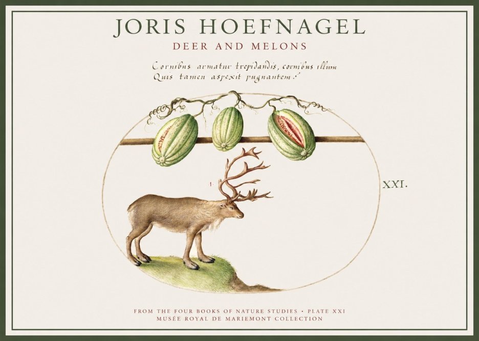 Joris Hoefnagel Arctic Nature Study No4 - Poszter