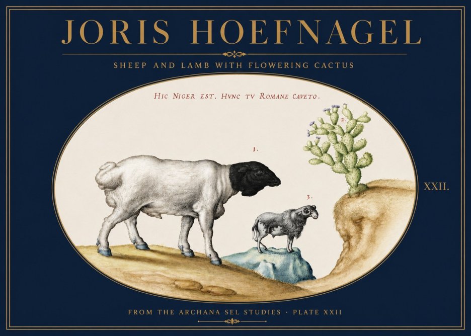 Joris Hoefnagel Sheep and Lamb with Flowering Cactus No3 - Poszter