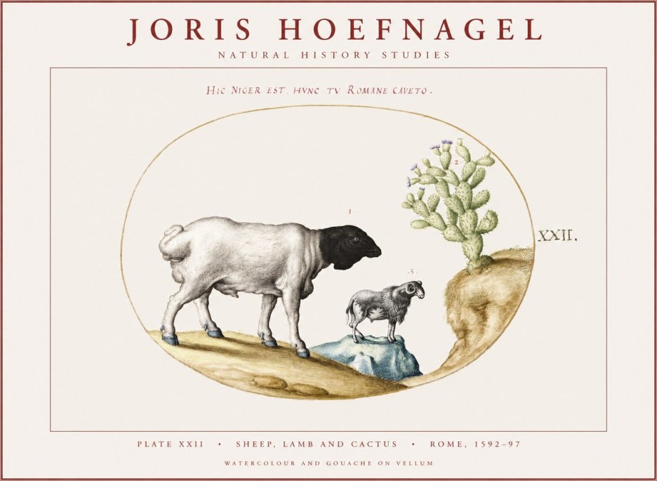 Joris Hoefnagel Sheep and Lamb with Flowering Cactus No4 - Poszter
