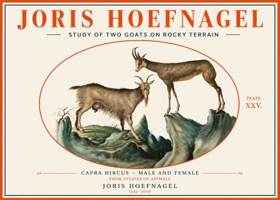 Joris Hoefnagel Study of Two Goats on Rocky Terrain No3 - Poszter