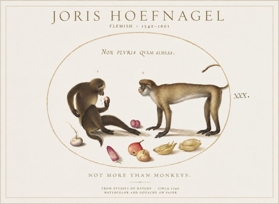 Joris Hoefnagel Not More Than Monkeys No1 - Poszter