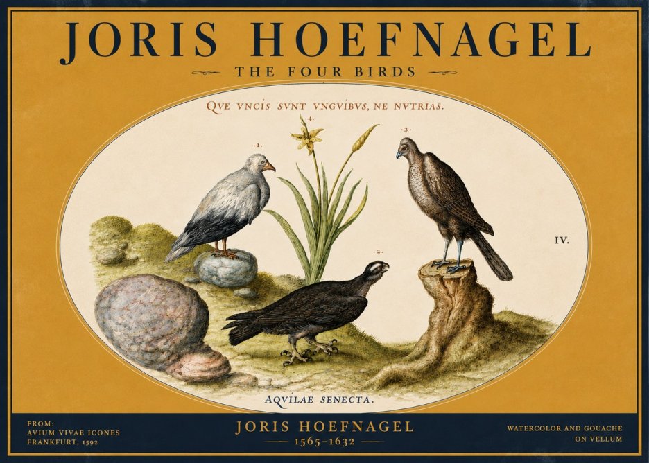 Joris Hoefnagel The Four Birds No4 - Poszter