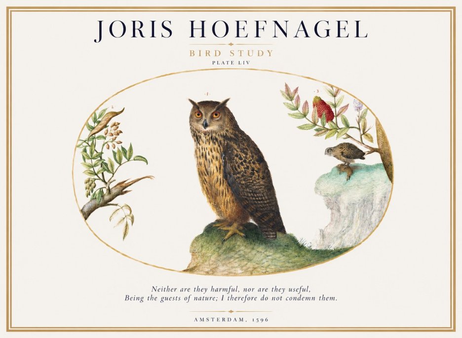 Joris Hoefnagel Bird Study Plate Liv No1 - Poszter