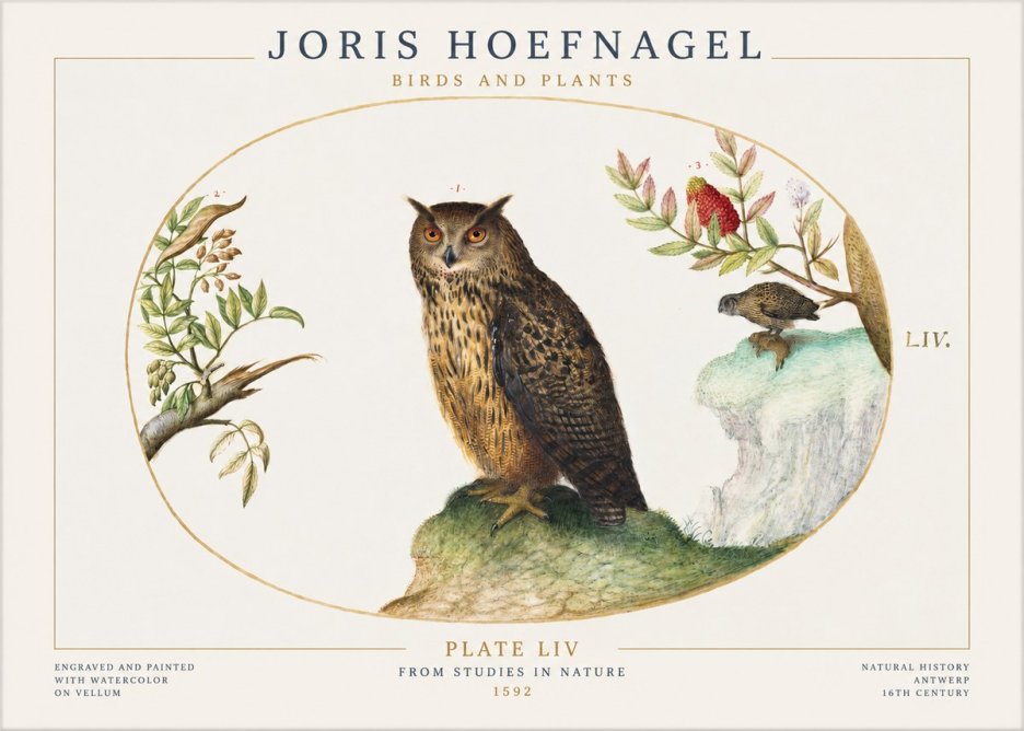 Joris Hoefnagel Bird Study Plate Liv No2 - Poszter