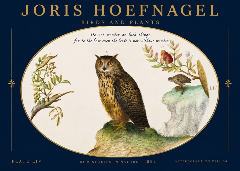 Joris Hoefnagel Bird Study Plate Liv No3 - Poszter
