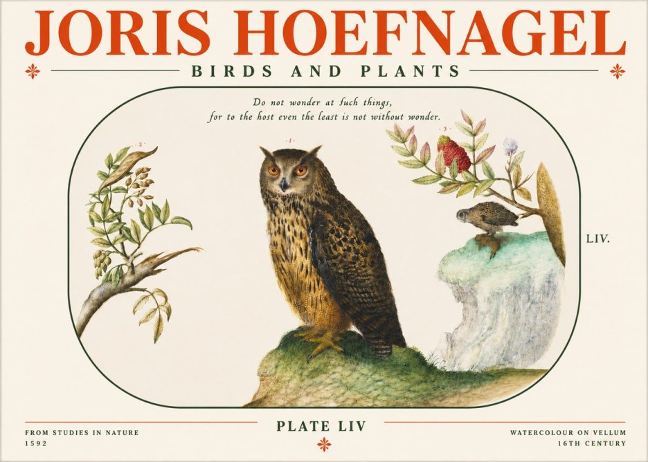 Joris Hoefnagel Bird Study Plate Liv No4 - Poszter