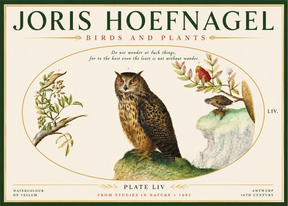 Joris Hoefnagel Bird Study Plate Liv No5 - Poszter