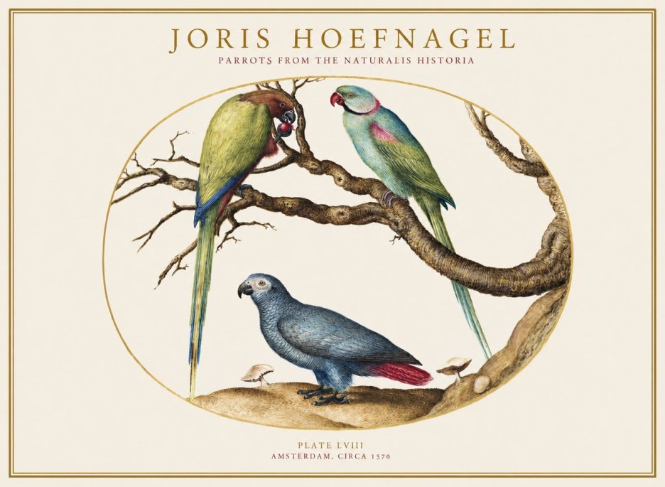 Joris Hoefnagel Parrots from the Naturalis Historia No1 - Poszter