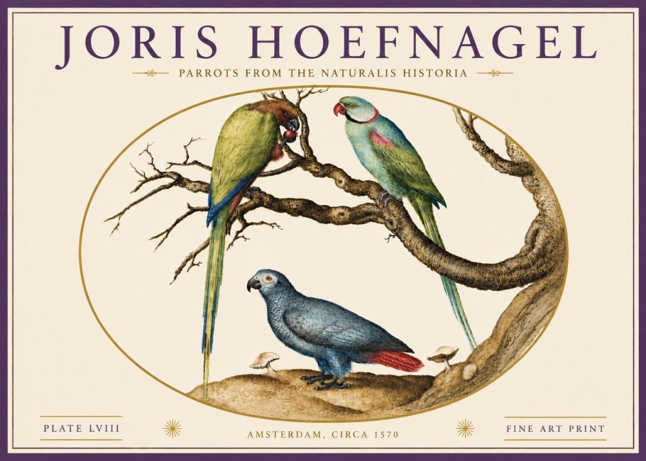 Joris Hoefnagel Parrots from the Naturalis Historia No6 - Poszter