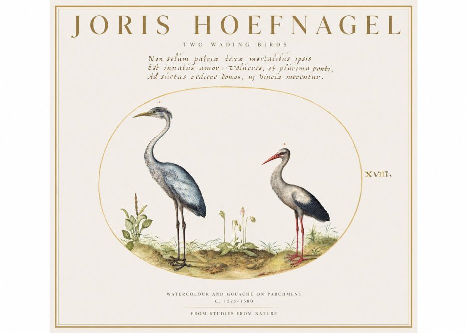 Joris Hoefnagel Study of Two Cranes No2 - Poszter