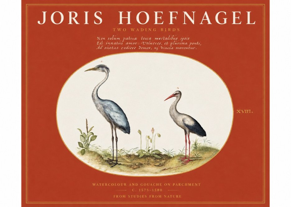 Joris Hoefnagel Study of Two Cranes No3 - Poszter