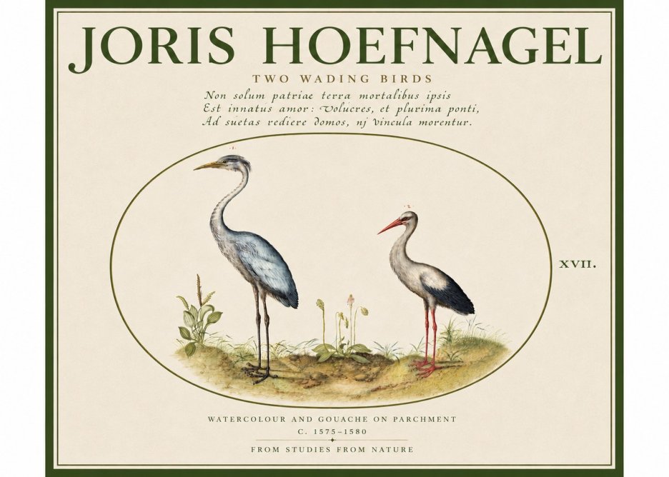 Joris Hoefnagel Study of Two Cranes No5 - Poszter