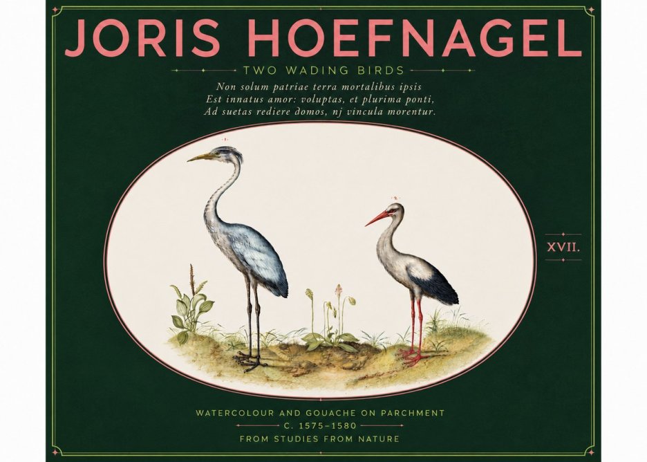 Joris Hoefnagel Study of Two Cranes No6 - Poszter