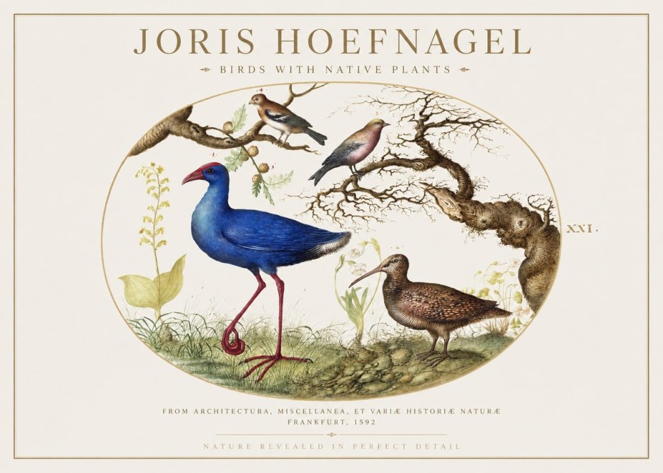 Joris Hoefnagel Birds with Native Plants No1 - Poszter