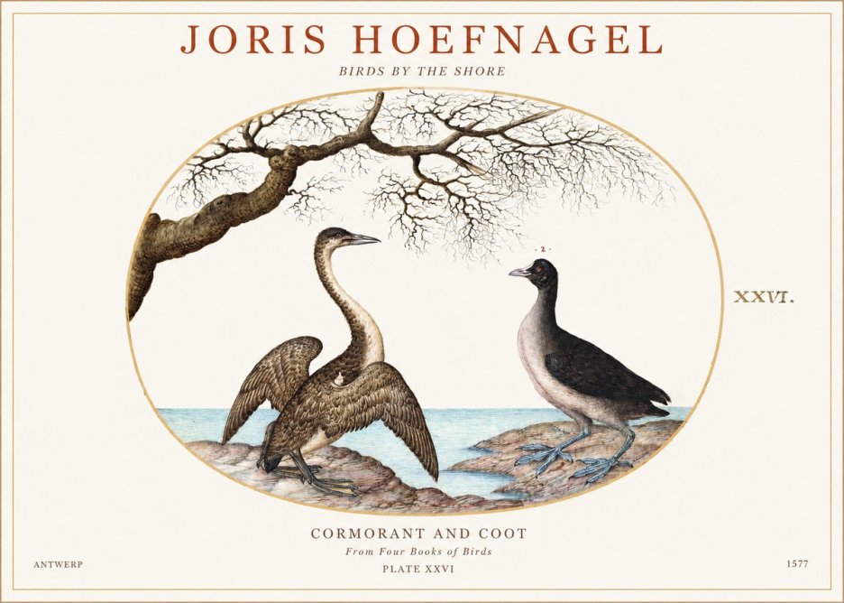 Joris Hoefnagel Cormorant and Coot No1 - Poszter