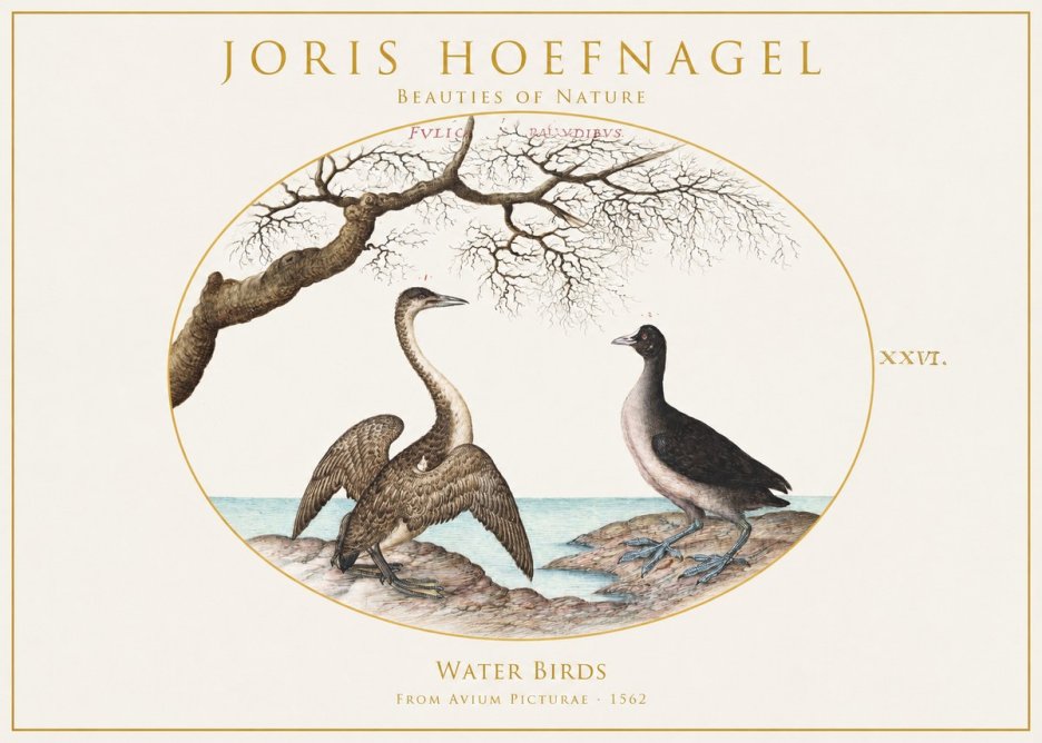Joris Hoefnagel Cormorant and Coot No2 - Poszter