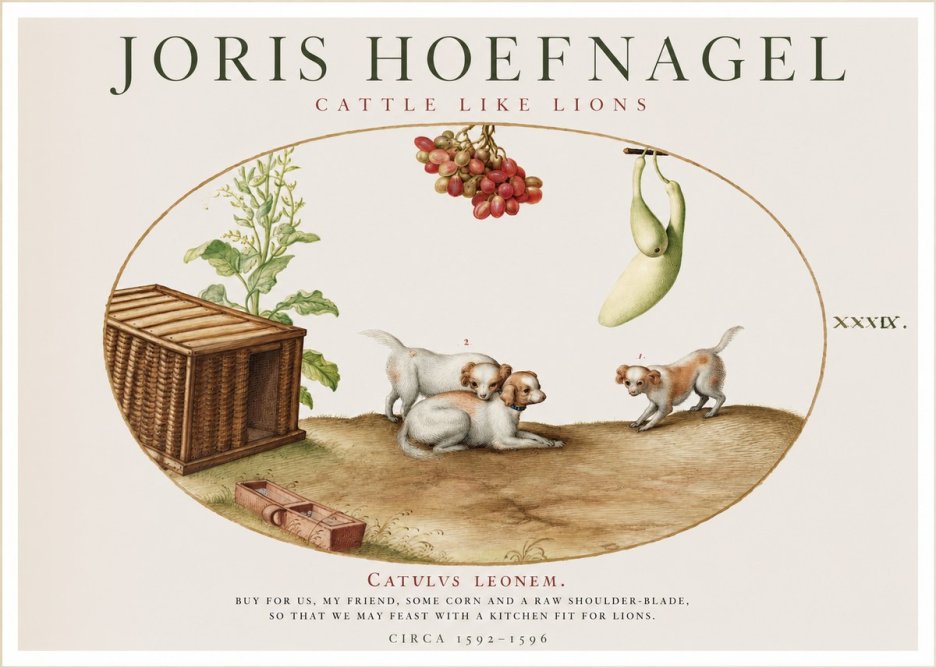 Joris Hoefnagel Cattle Like Lions No1 - Poszter