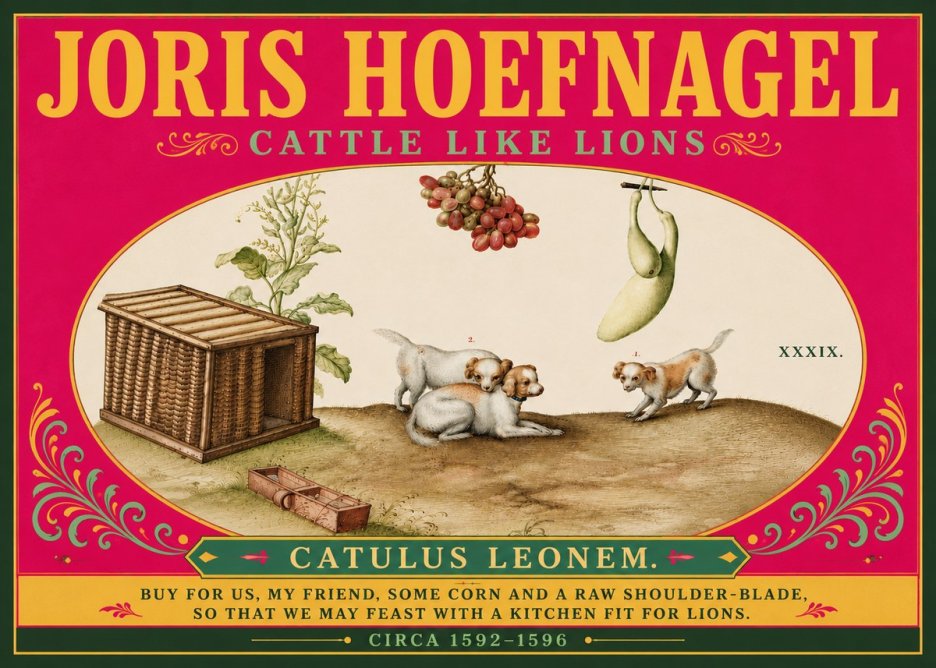 Joris Hoefnagel Cattle Like Lions No6 - Poszter