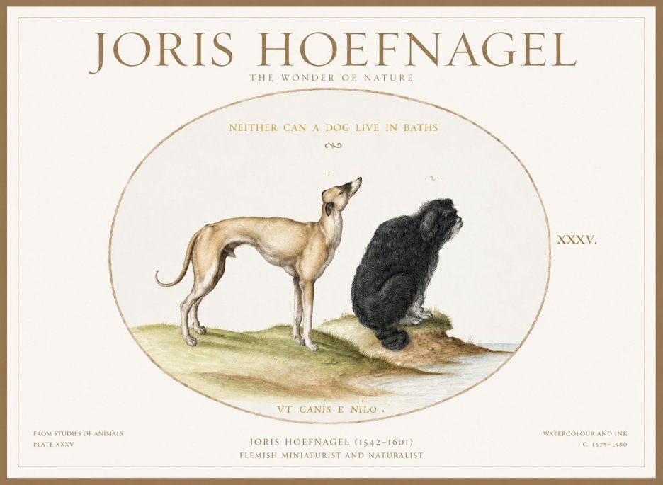 Joris Hoefnagel Neither Can a Dog Live in Baths No1 - Poszter
