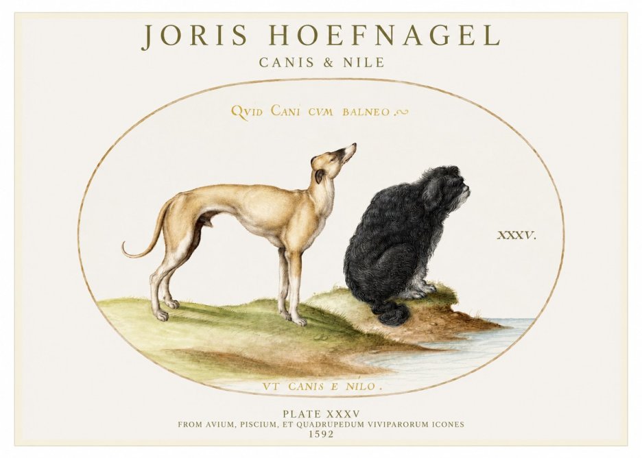 Joris Hoefnagel Neither Can a Dog Live in Baths No2 - Poszter