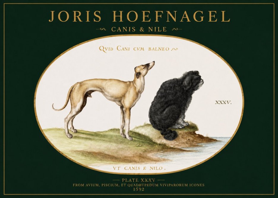 Joris Hoefnagel Neither Can a Dog Live in Baths No3 - Poszter